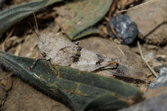 Oedipoda charpentieri