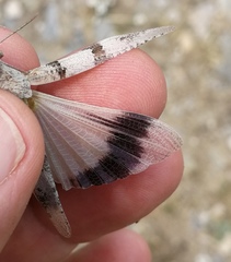 Oedipoda charpentieri