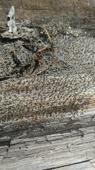 Fuligo septica