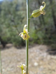 Streptanthus morrisonii