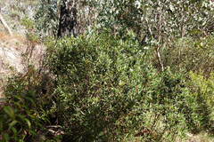 Tasmannia xerophila