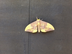 Eacles imperialis imperialis