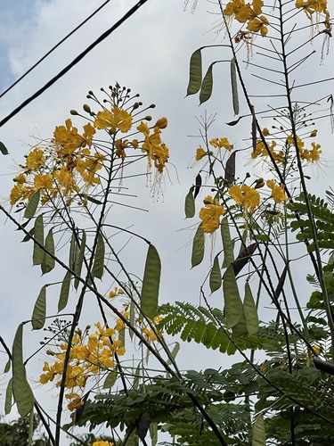 Caesalpinia image