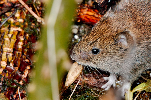 Bank Vole