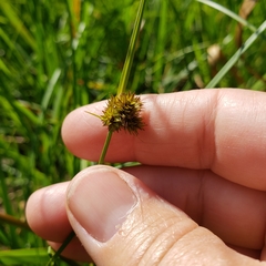 Carex pachystachya