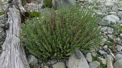 Epilobium melanocaulon