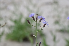 Lactuca tatarica