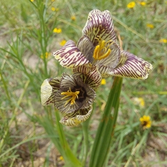 Tigridia vanhouttei