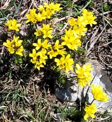 Draba aizoides