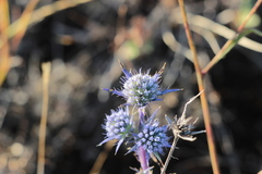 Eryngium dilatatum