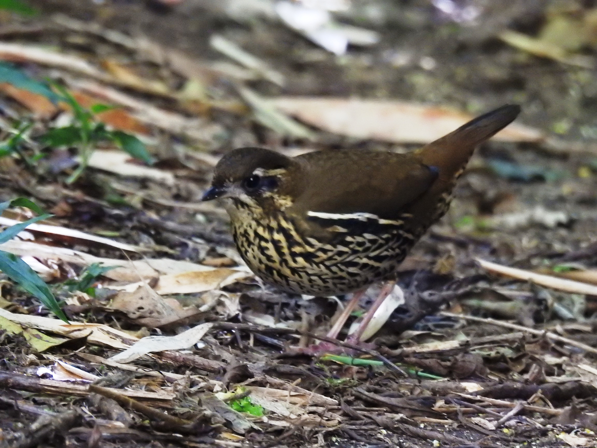 Rufous-tailed Antthrush (Chamaeza ruficauda), photo 7