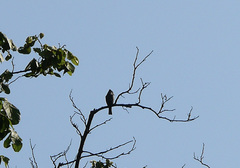 Mitrephanes phaeocercus