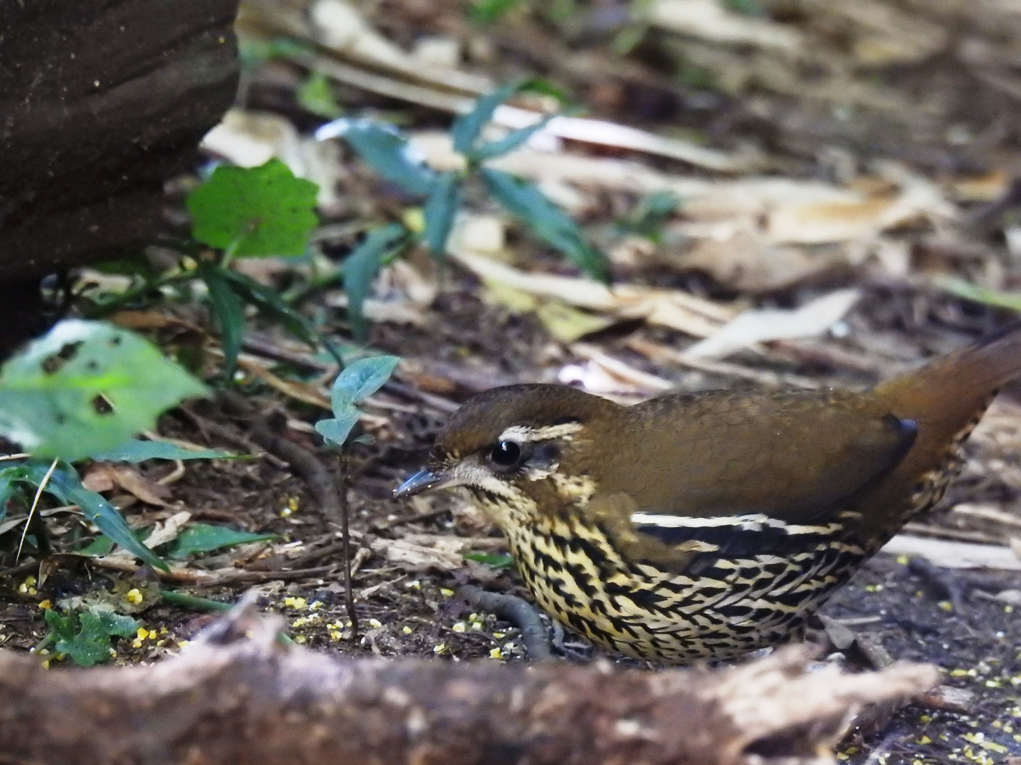 Rufous-tailed Antthrush (Chamaeza ruficauda), photo 8