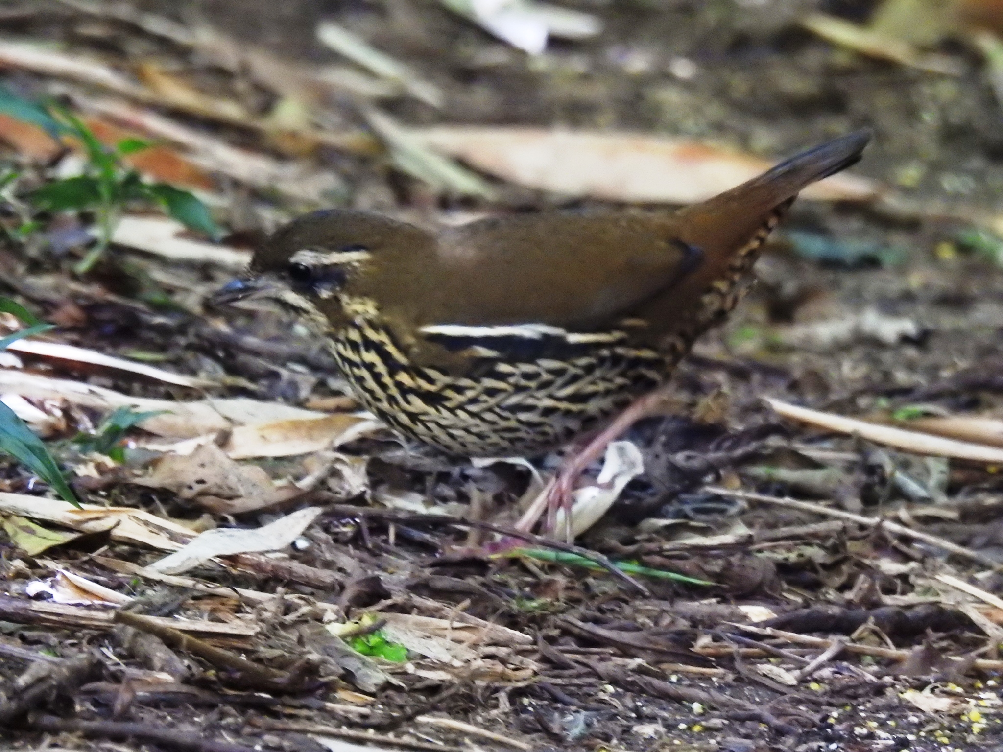 Rufous-tailed Antthrush (Chamaeza ruficauda), photo 9