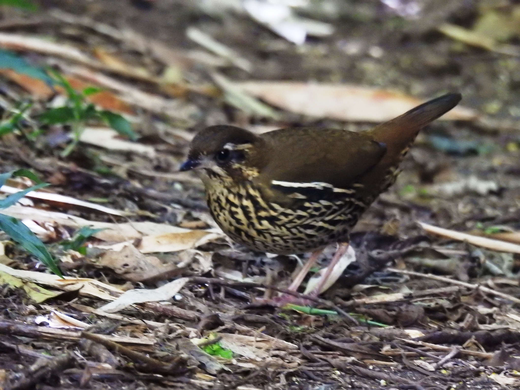 Rufous-tailed Antthrush (Chamaeza ruficauda), photo 10