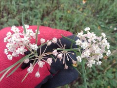 Asclepias linearis