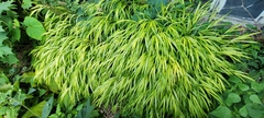 Hakonechloa macra