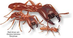 Dorylus helvolus