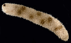 Holothuria fuscocinerea