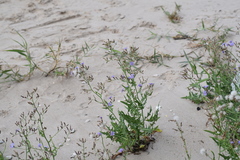 Lactuca tatarica