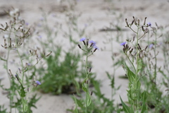 Lactuca tatarica