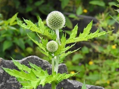 Echinops exaltatus