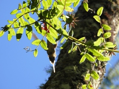 Phaethornis eurynome