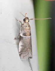 Quasisalebria atratella