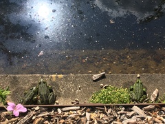 Pelophylax