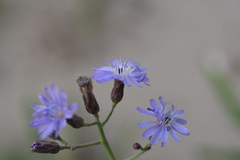 Lactuca tatarica