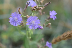 Lactuca tatarica