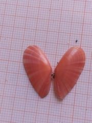 Moerella pulchella