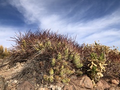 Maihueniopsis camachoi