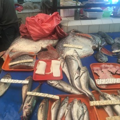 Lampris australensis