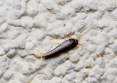 Lepisma