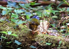 Myiothlypis leucoblephara