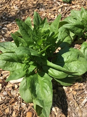 Spinacia oleracea