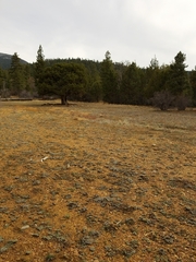 Eriogonum kennedyi
