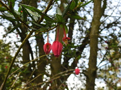 Crinodendron
