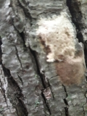 Lymantria dispar dispar