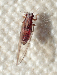 Trioza bakeri