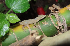 Anolis laeviventris