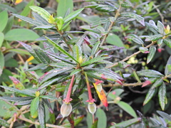 Crinodendron hookerianum