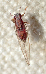 Trioza bakeri