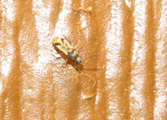 Pseudopachybrachius vinctus