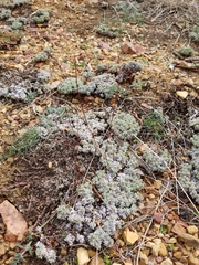Eriogonum kennedyi
