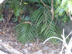 Asplenium scleroprium