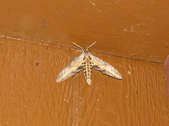 Sphinx franckii