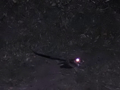 Macropsalis forcipata