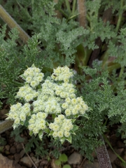 Lomatium dasycarpum